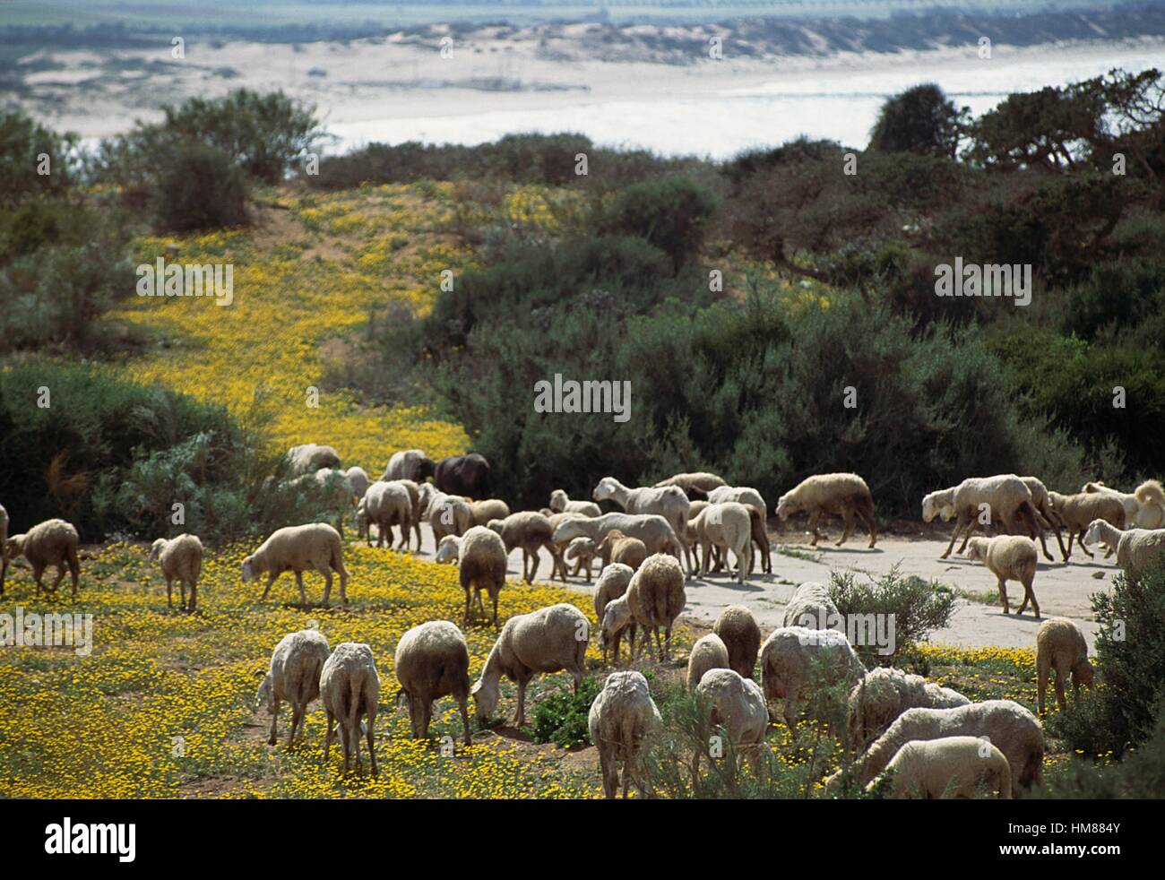 Un gregge di pecore al pascolo, vicino a Arzew, Algeria. Foto Stock