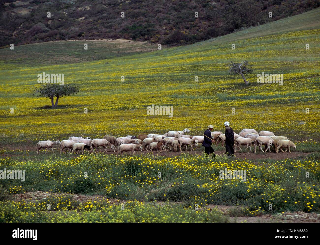 Un gregge di pecore e di pastori, vicino a Arzew, Algeria. Foto Stock