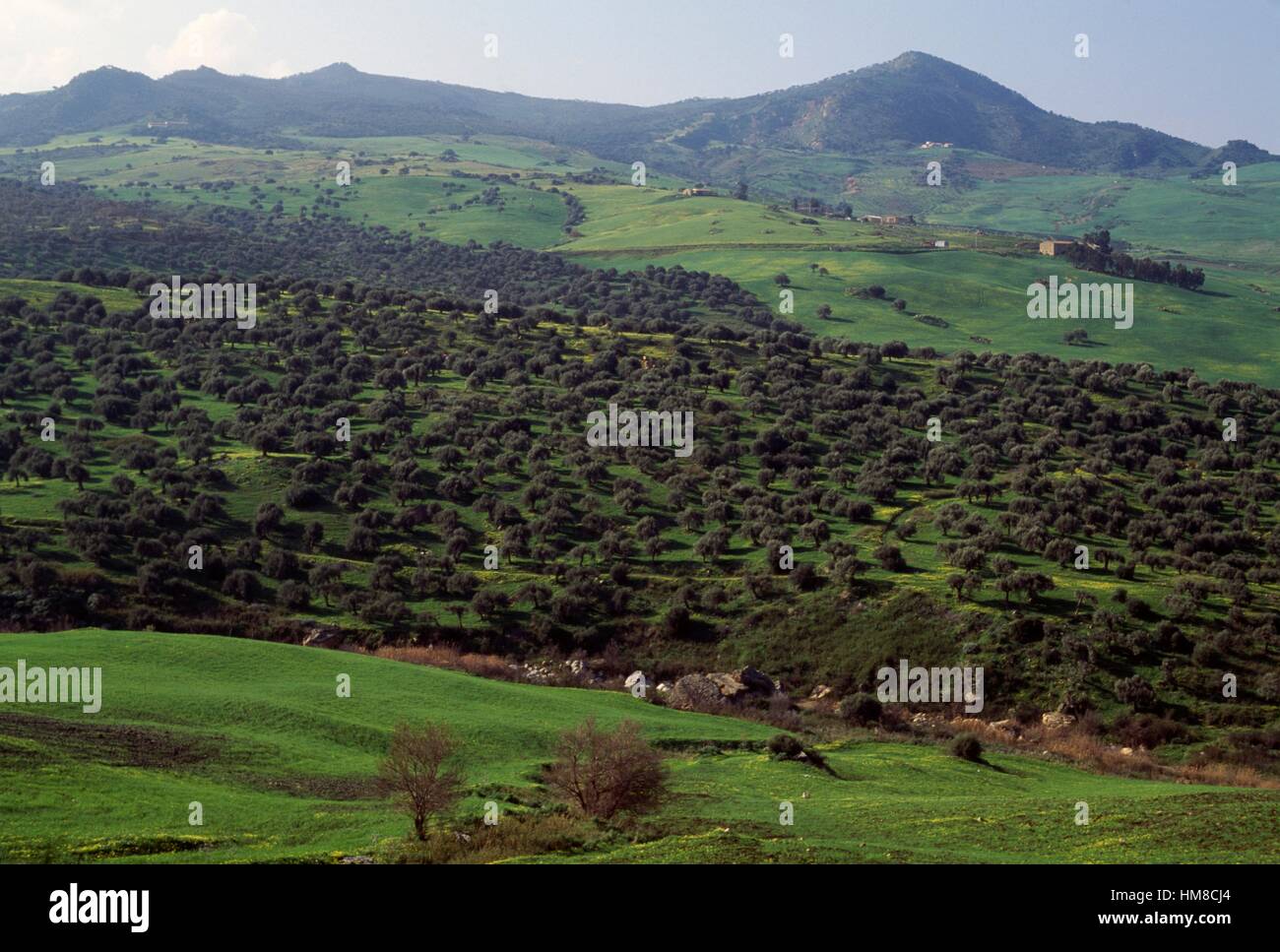 Oliveti e lecci e querce di sughero, cardellino, Bosco di Favara e Bosco Granza Riserva Naturale, Sicilia, Italia. Foto Stock