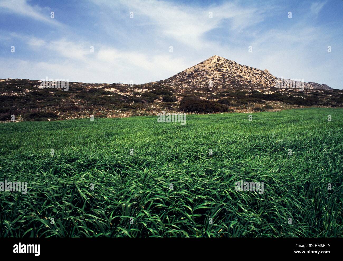 Campo coltivato, Rodopos penisola, Creta, Grecia. Foto Stock