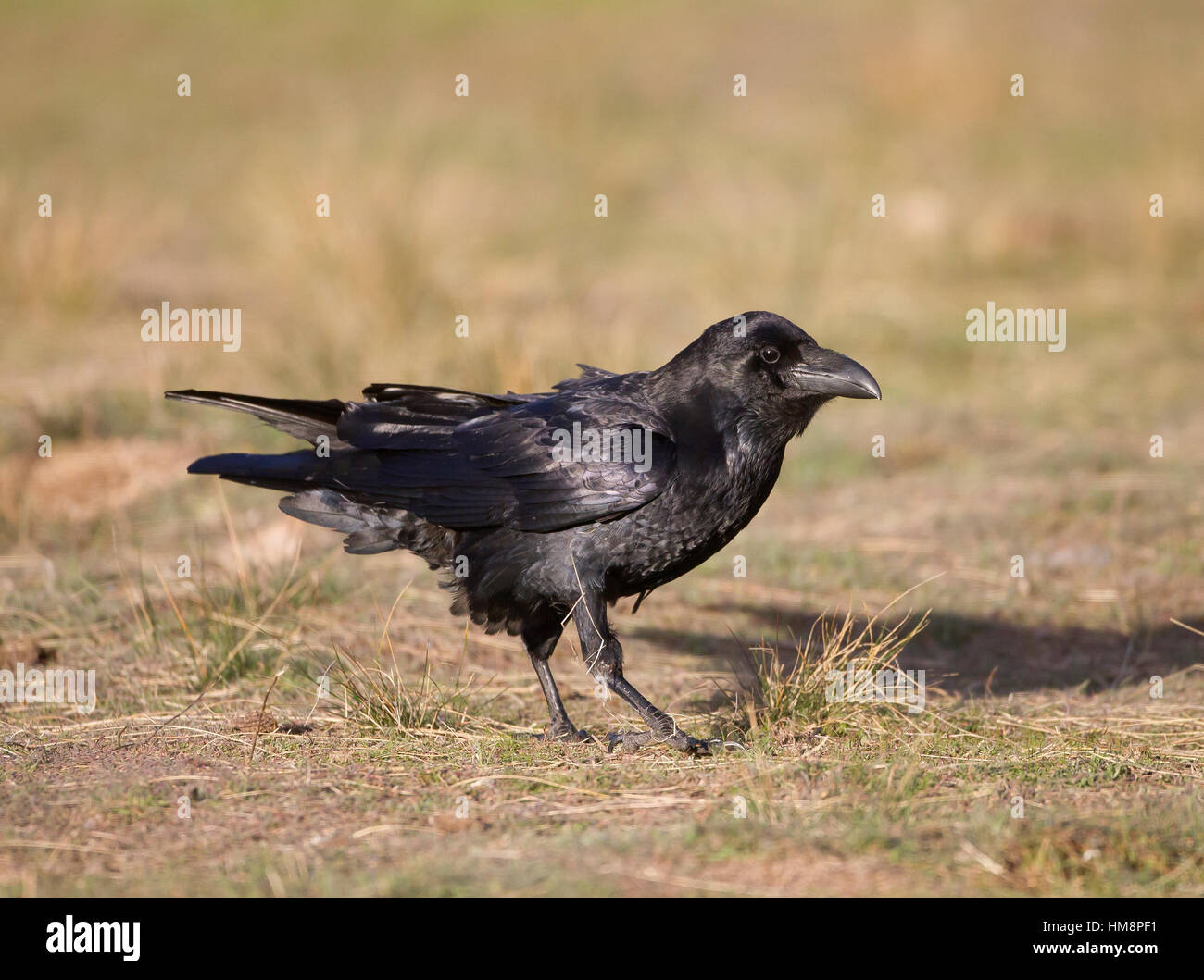 Corvo imperiale Corvus corax corvid nei Pirenei spagnoli Foto Stock