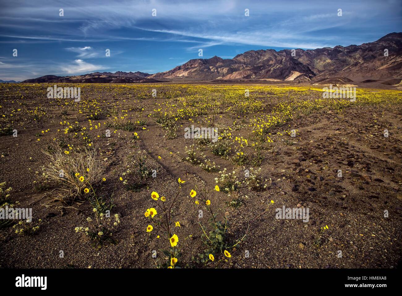 Fiori Selvatici dominano il paesaggio a parco nazionale della Valle della Morte, California. Foto Stock