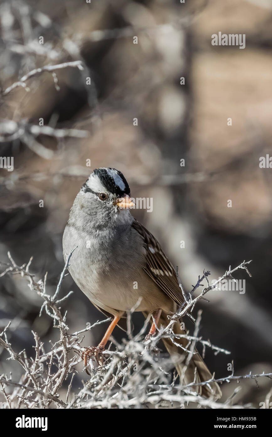 Bianco-incoronato Sparrow, Zonotrichia leucophrys, in cattedrale Gorge State Park, Nevada, STATI UNITI D'AMERICA Foto Stock