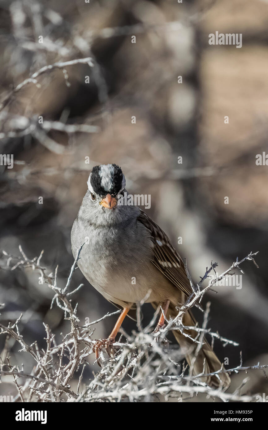 Bianco-incoronato Sparrow, Zonotrichia leucophrys, in cattedrale Gorge State Park, Nevada, STATI UNITI D'AMERICA Foto Stock