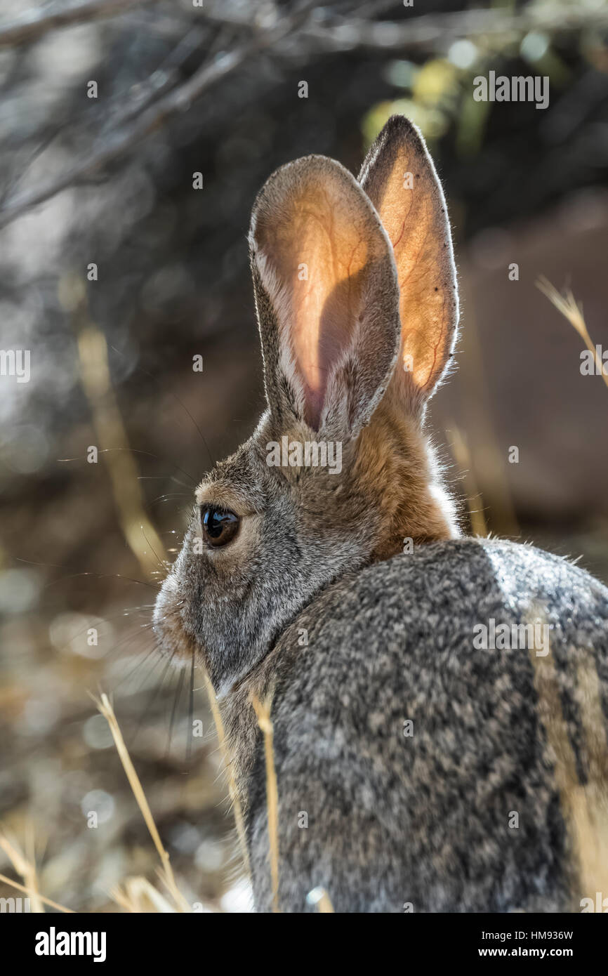 Deserto, Silvilago Sylvilagus audubonii, aka della Audubon, Silvilago in Cathedral Gorge State Park, Nevada, STATI UNITI D'AMERICA Foto Stock