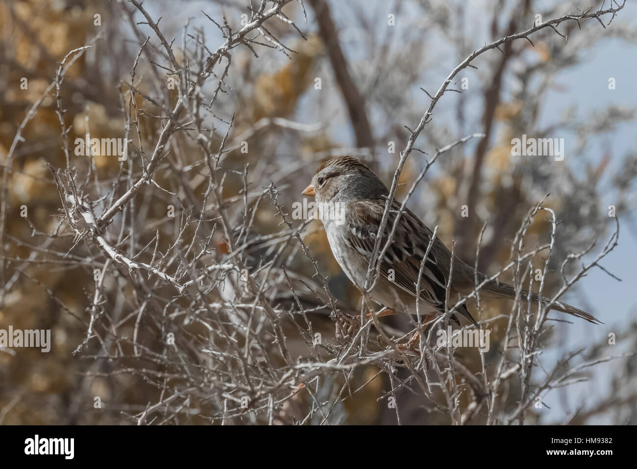 I capretti bianco-incoronato Sparrow, Zonotrichia leucophrys, in cattedrale Gorge State Park, Nevada, STATI UNITI D'AMERICA Foto Stock