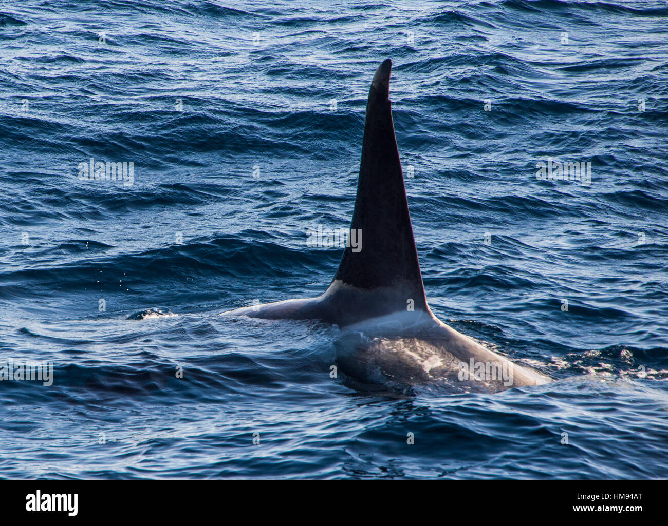Balena Killer (orca) (Orcinus orca), Weddell, Mare, Antartide, regioni polari Foto Stock