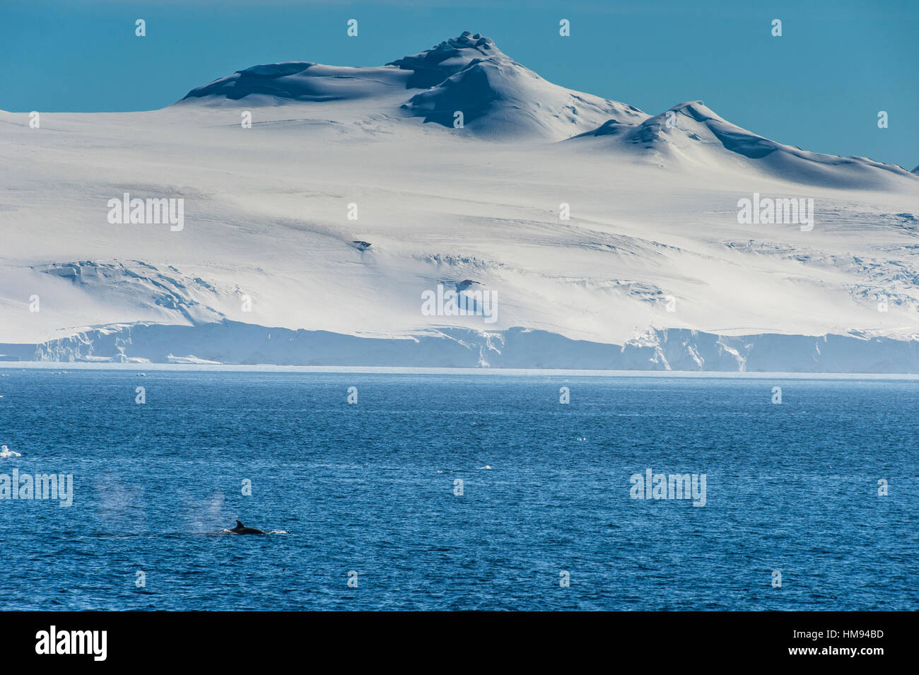 Balena Killer (orca) (Orcinus orca), Weddell, Mare, Antartide, regioni polari Foto Stock