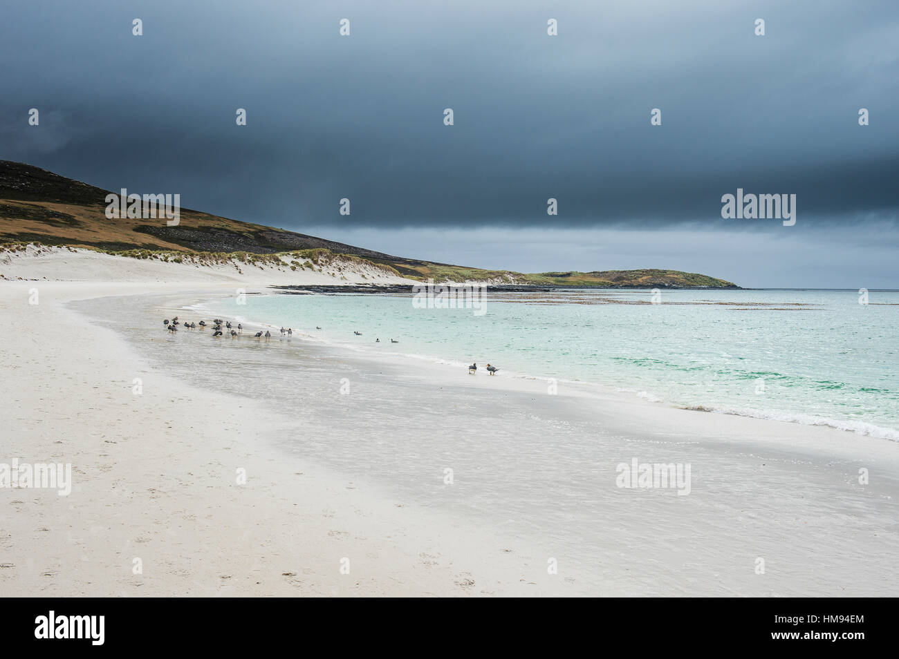 Spiaggia di sabbia bianca, Isola di carcassa, West Falkland, Isole Falkland, Sud America Foto Stock