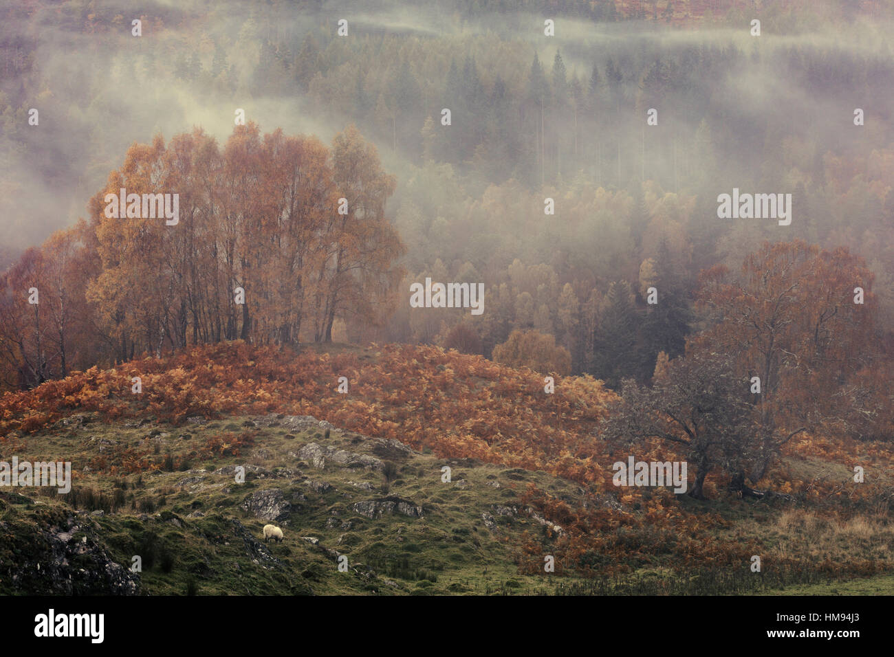 Nebbia autunnale rotoli attraverso il Fiume Tummel Valley vicino a Pitlochry nelle Highlands scozzesi, Scotland, Regno Unito Foto Stock