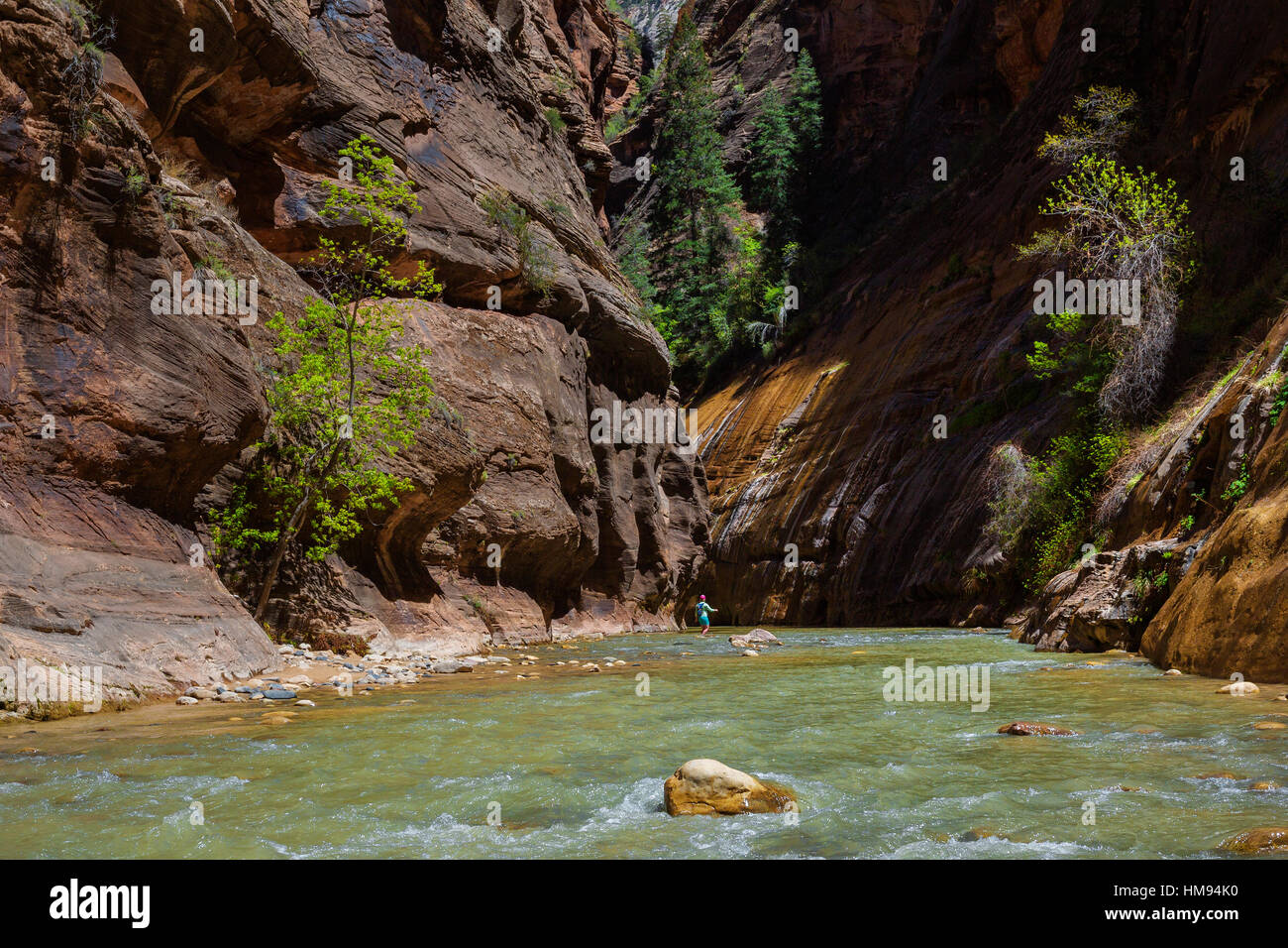 Passeggiate nella Vergine si restringe nel Parco Nazionale di Zion, Utah, Stati Uniti d'America, America del Nord Foto Stock