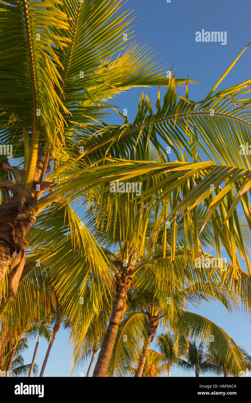 Cime di alberi di palma MATHESON amaca Parcheggio contea Miami Florida USA Foto Stock