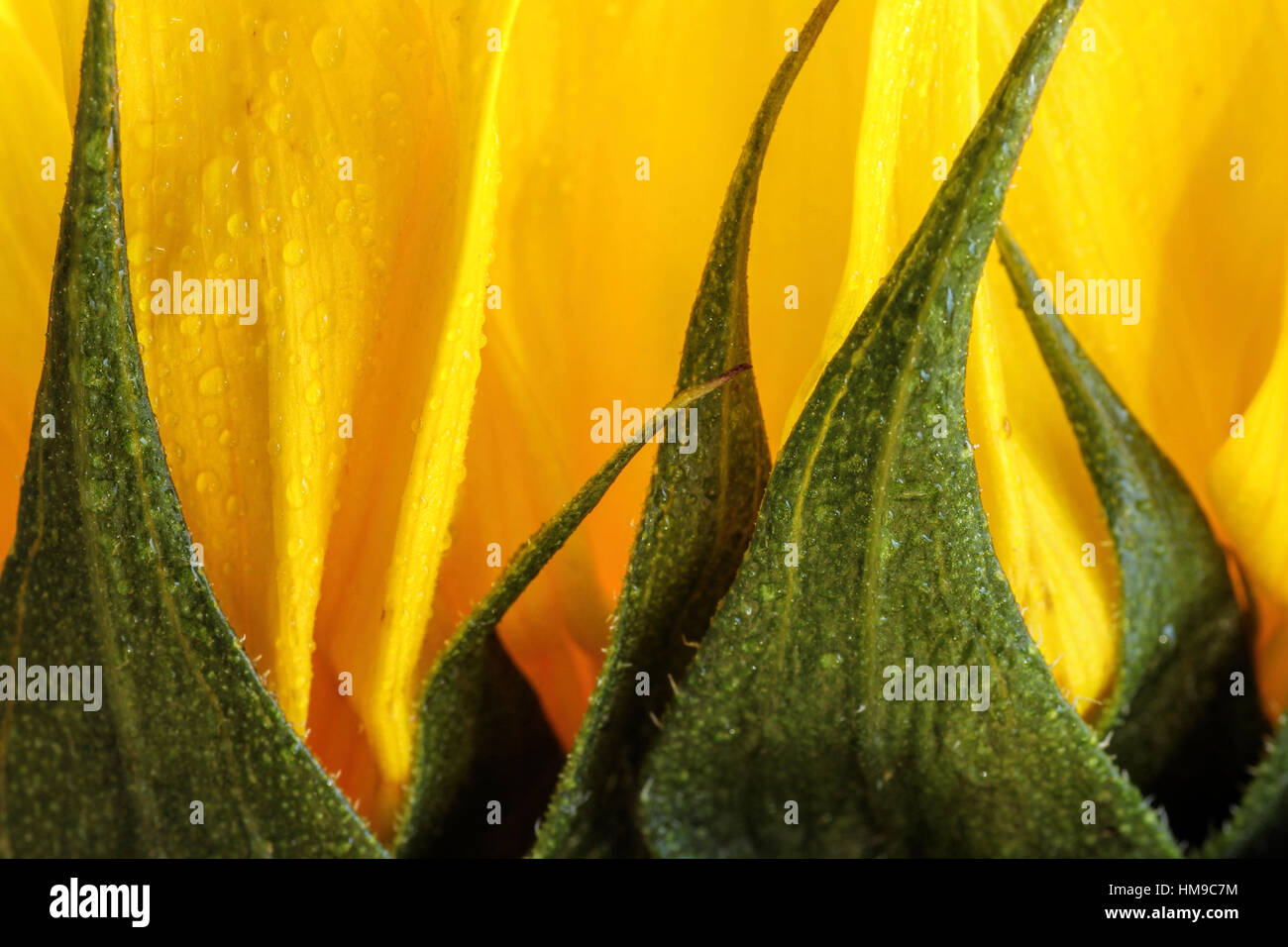 Girasole luminoso vicino con nessuno sfondo Foto Stock