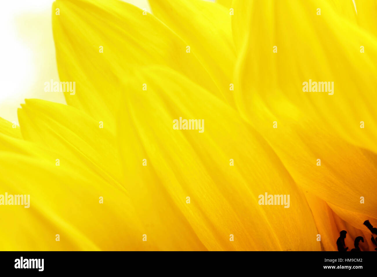 Girasole luminoso close up con nessuno sfondo Foto Stock