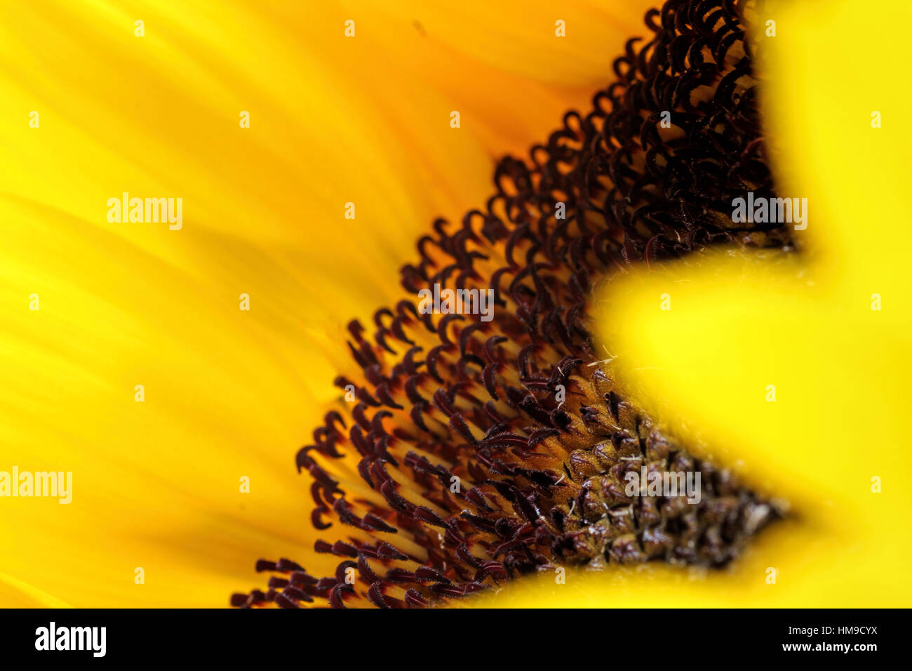 Girasole luminoso vicino sul senza sfondo Foto Stock