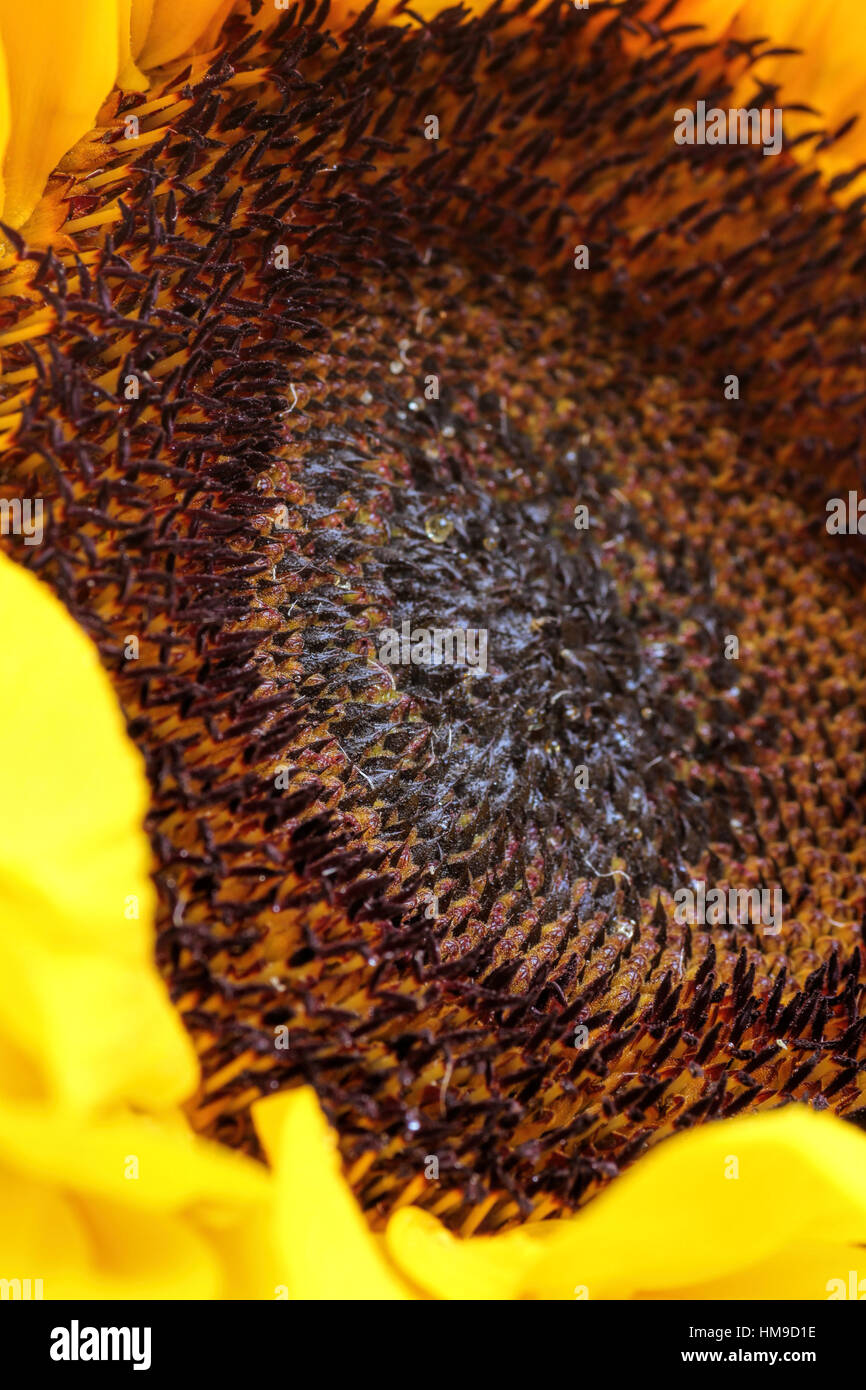 Luminoso con semi di girasole senza sfondo Foto Stock