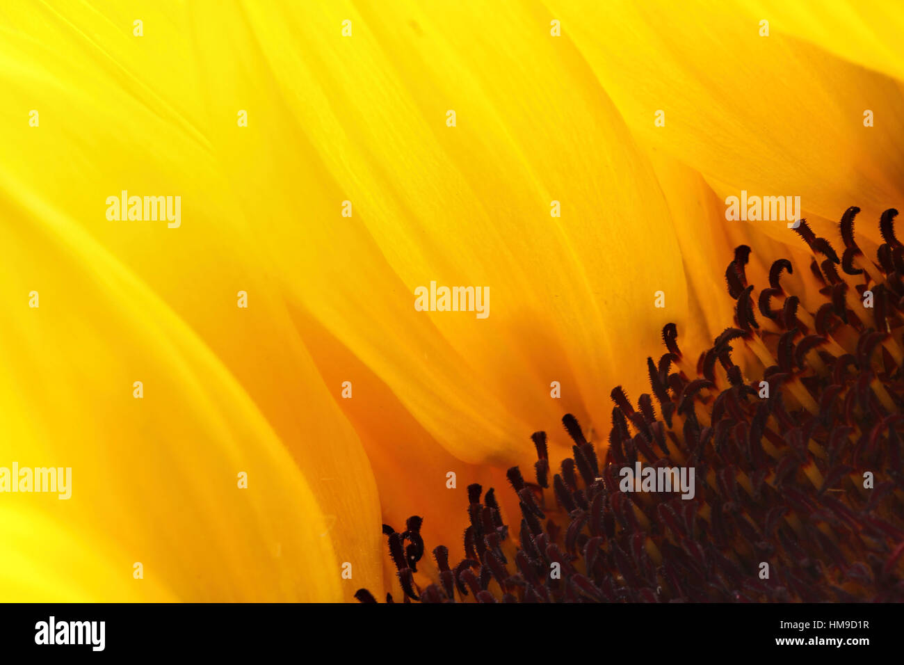Luminoso giallo girasole con nessuno sfondo Foto Stock