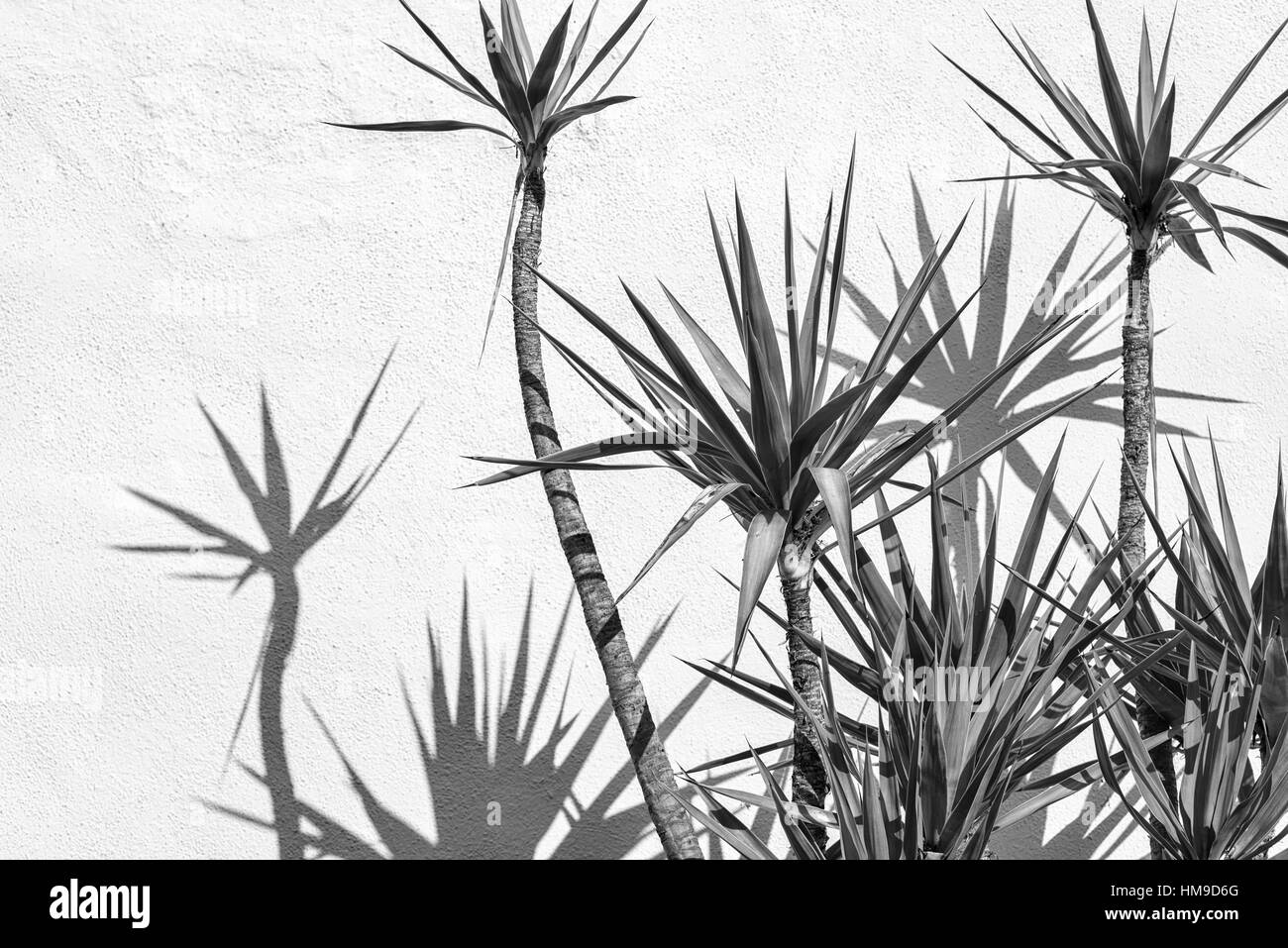 Close up di palme gettando ombre contro un muro di cemento. Foto Stock