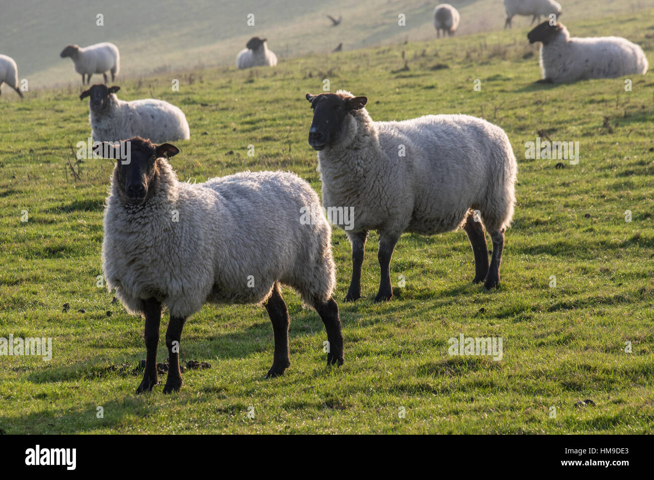 Pecore al pascolo su Downland nel Sussex Foto Stock