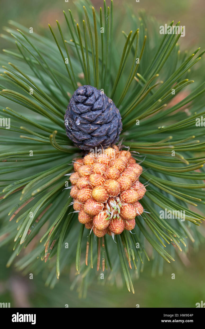 Schlangenhaut-Kiefer, Schlangenhautkiefer, Lorica-Kiefer, Panzerkiefer, Panzer-Kiefer, Kiefer, Pinus heldreichii, Pinus leucodermis, Pino Loricato, PAL Foto Stock