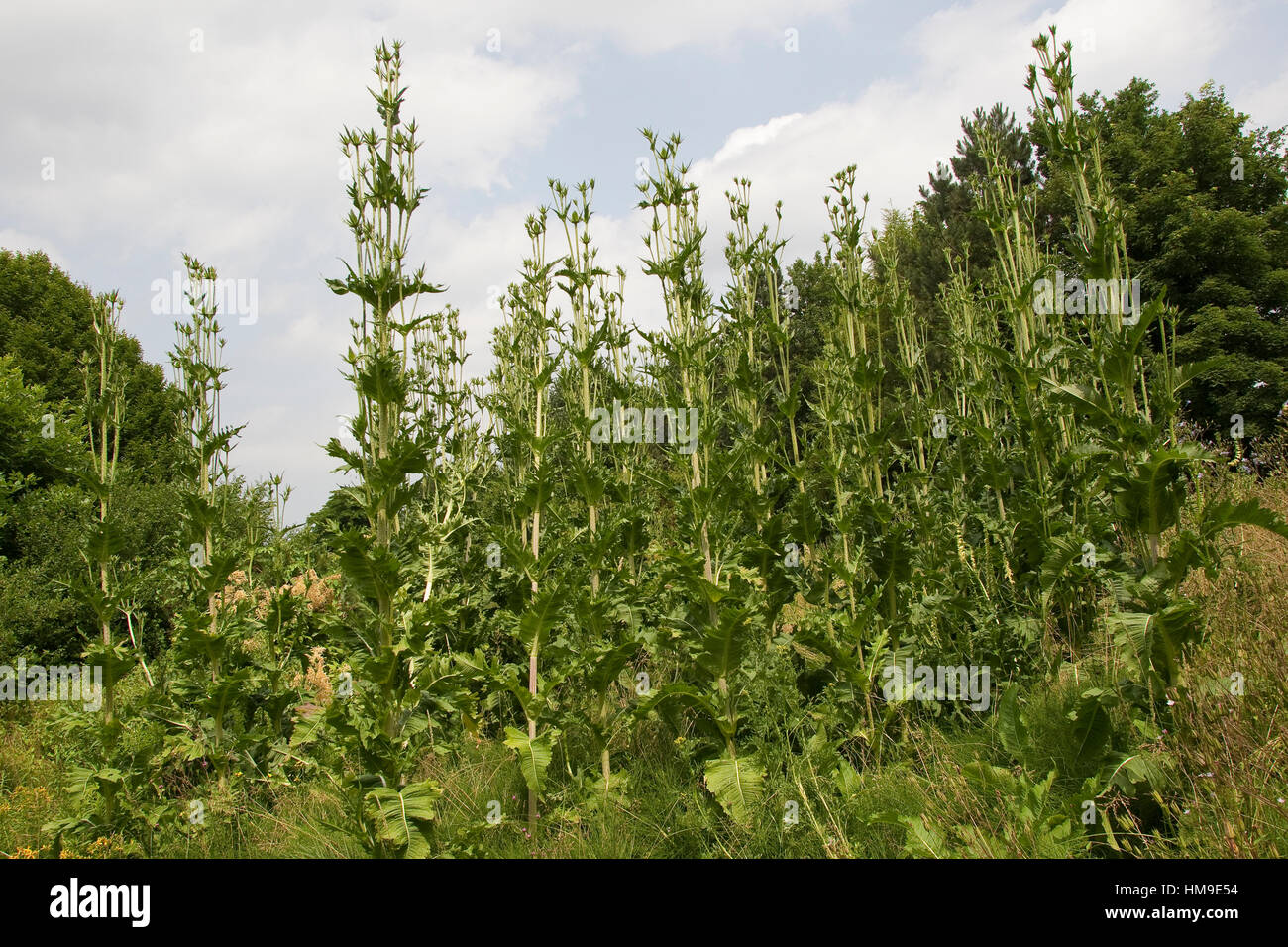 Schlitzblatt-Karde, Schlitzblättrige Karde Dipsacus laciniatus, tagliare lasciava Teasel, cutleaf teasel Foto Stock