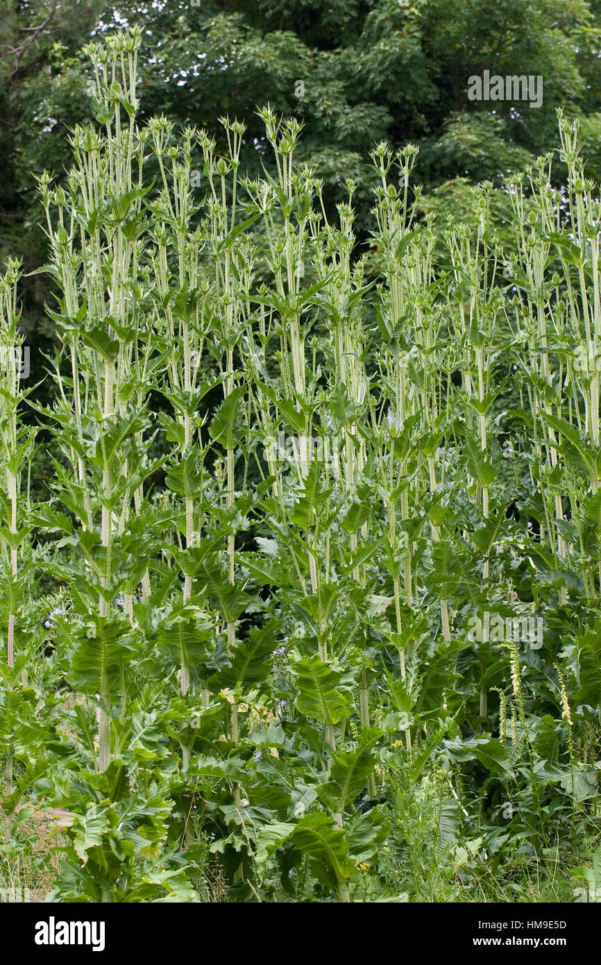 Schlitzblatt-Karde, Schlitzblättrige Karde Dipsacus laciniatus, tagliare lasciava Teasel, cutleaf teasel Foto Stock