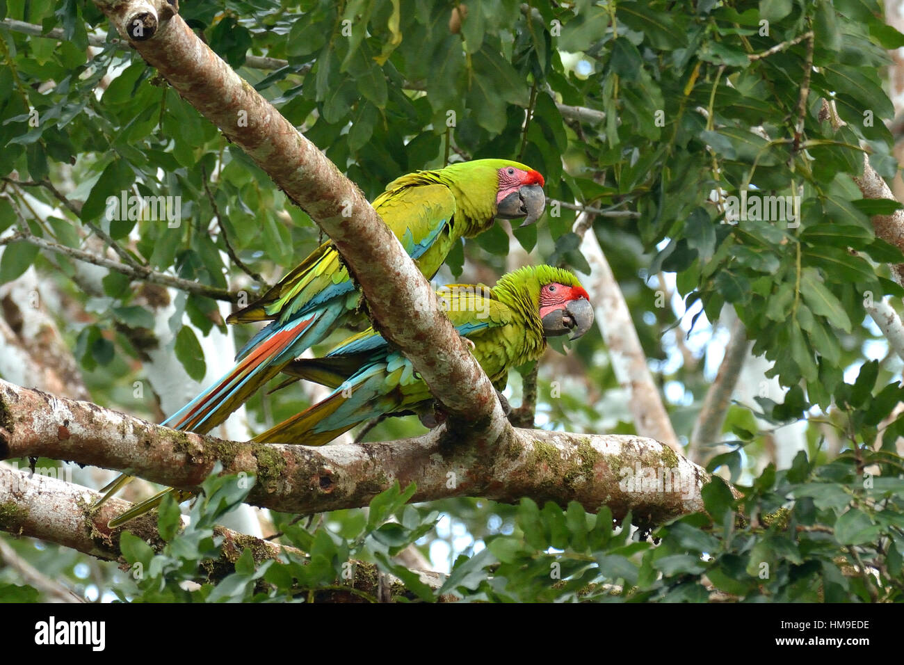 Un giovane a wild grande Green Macaw sull'albero nel nord della Costa Rica Foto Stock