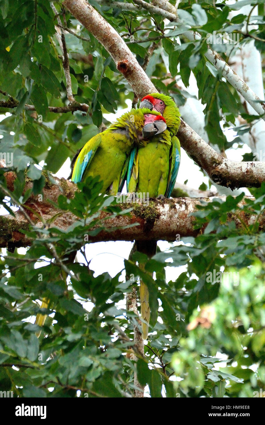 Un giovane a wild grande Green Macaw sull'albero nel nord della Costa Rica Foto Stock