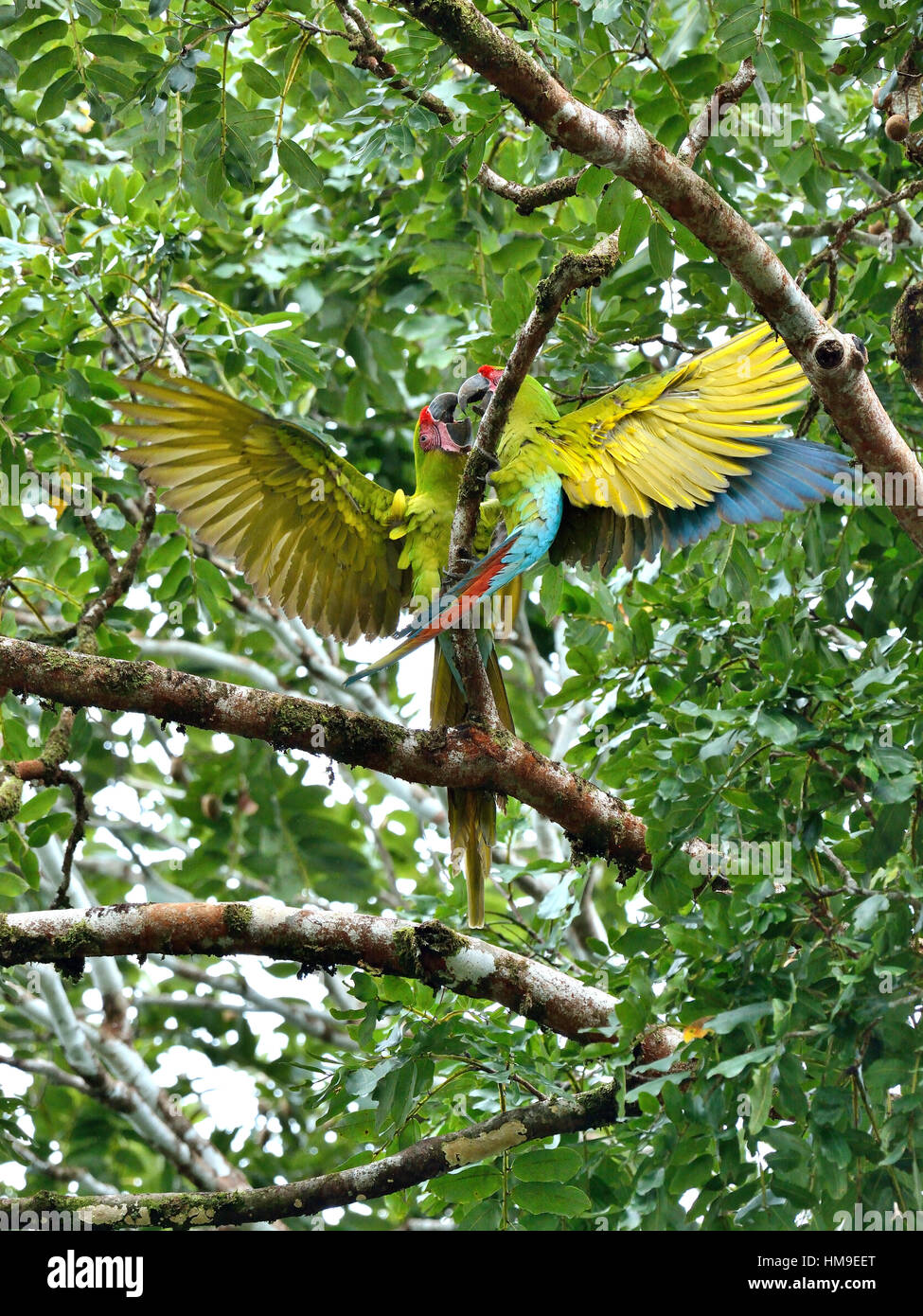 Un giovane a wild grande Green Macaw sull'albero nel nord della Costa Rica Foto Stock