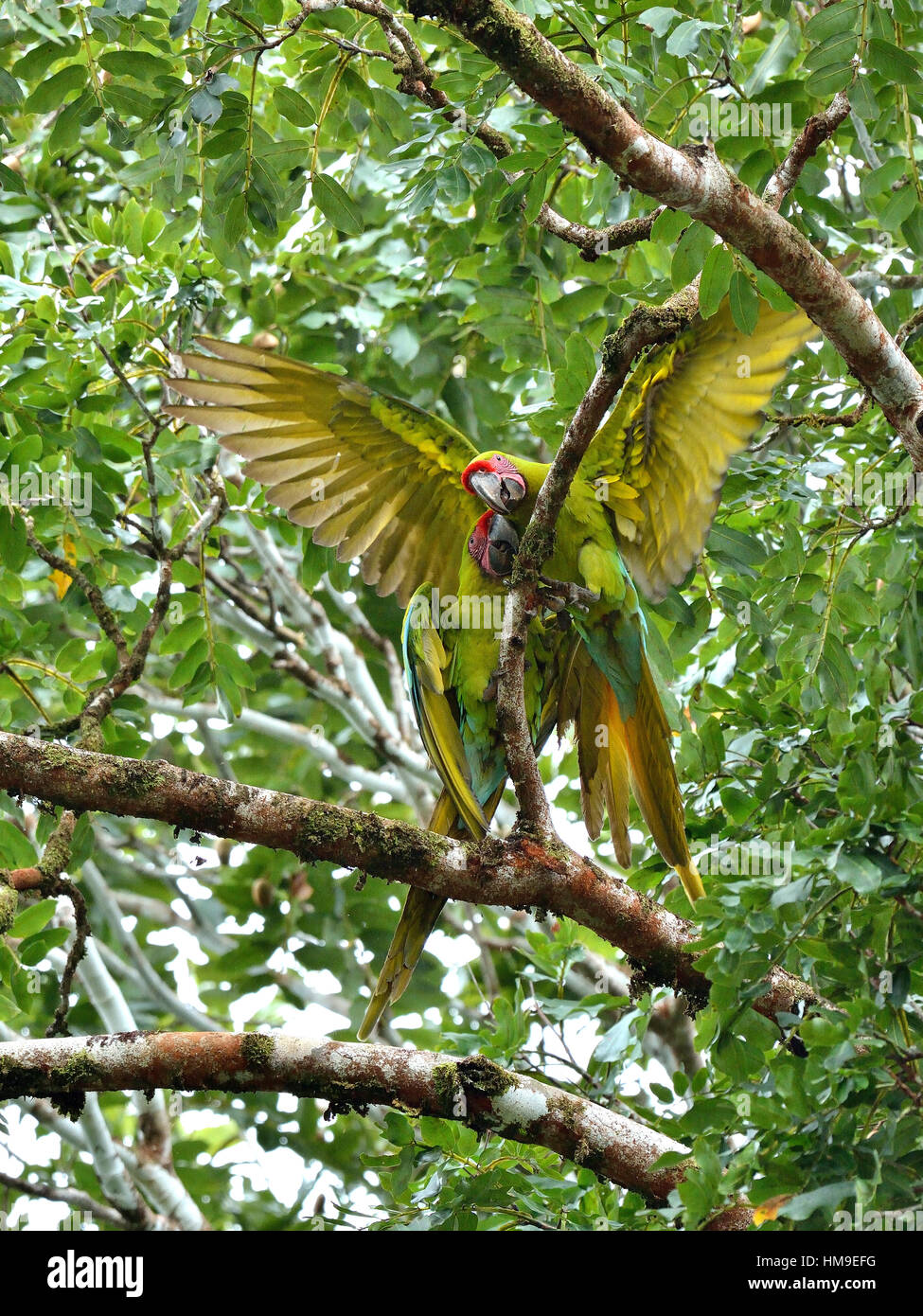 Un giovane a wild grande Green Macaw sull'albero nel nord della Costa Rica Foto Stock