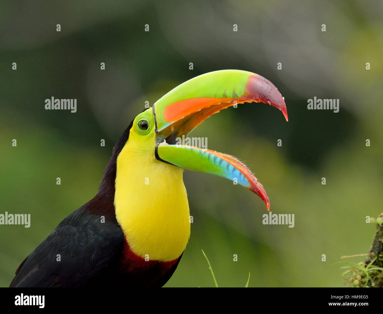 Chiglia- fatturati Toucan in Costa Rica foresta pluviale tropicale Foto Stock