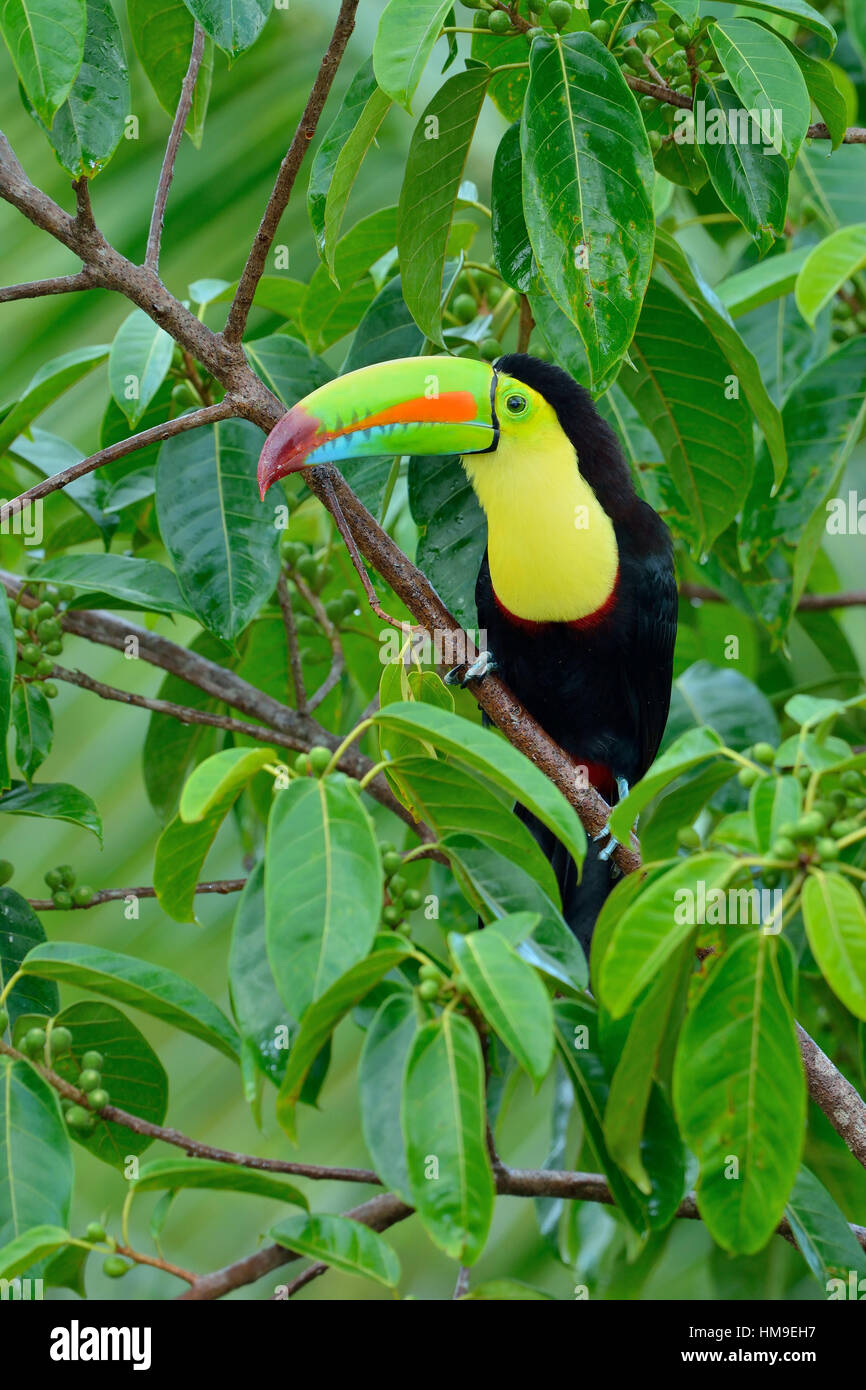 Chiglia- fatturati Toucan in Costa Rica foresta pluviale tropicale Foto Stock