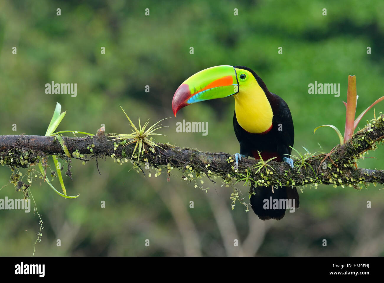 Chiglia- fatturati Toucan in Costa Rica foresta pluviale tropicale Foto Stock