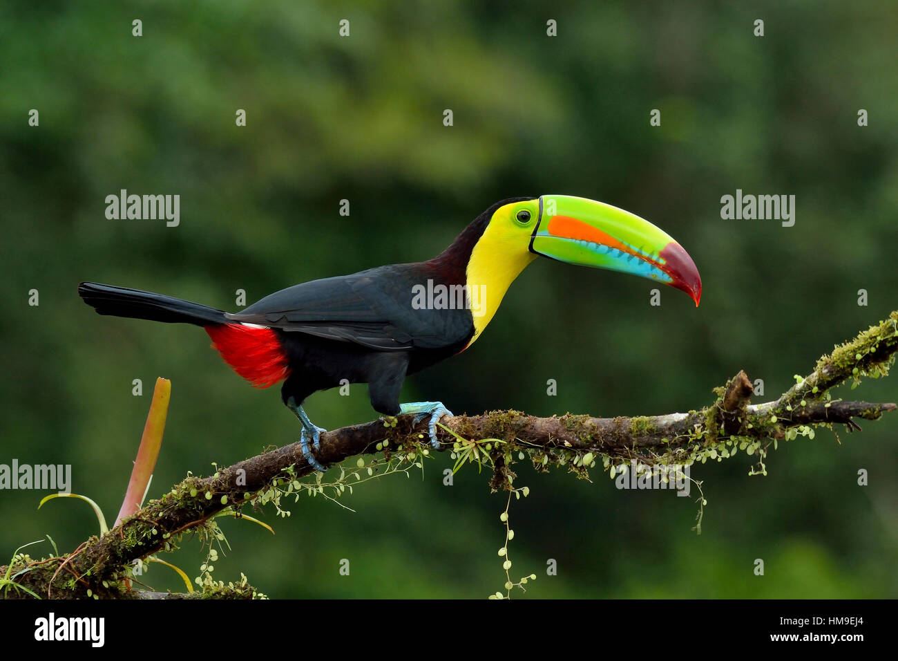 Chiglia- fatturati Toucan in Costa Rica foresta pluviale tropicale Foto Stock