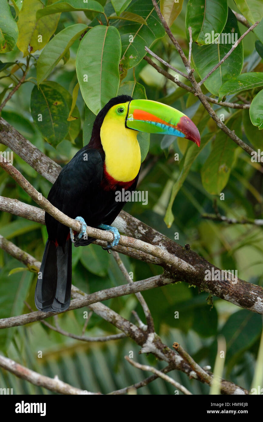 Chiglia- fatturati Toucan in Costa Rica foresta pluviale tropicale Foto Stock