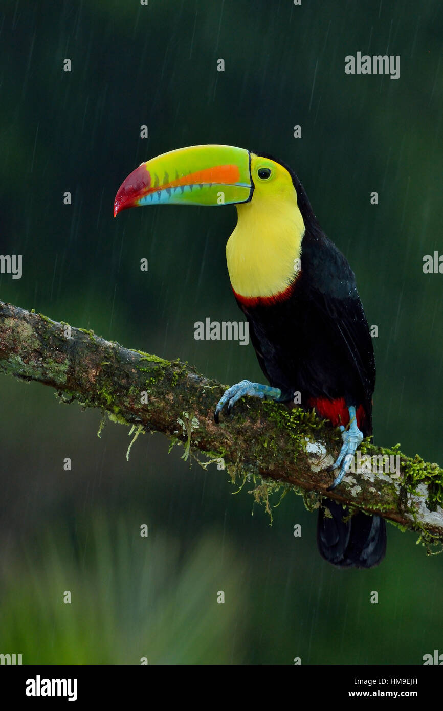 Chiglia- fatturati Toucan in Costa Rica foresta pluviale tropicale Foto Stock