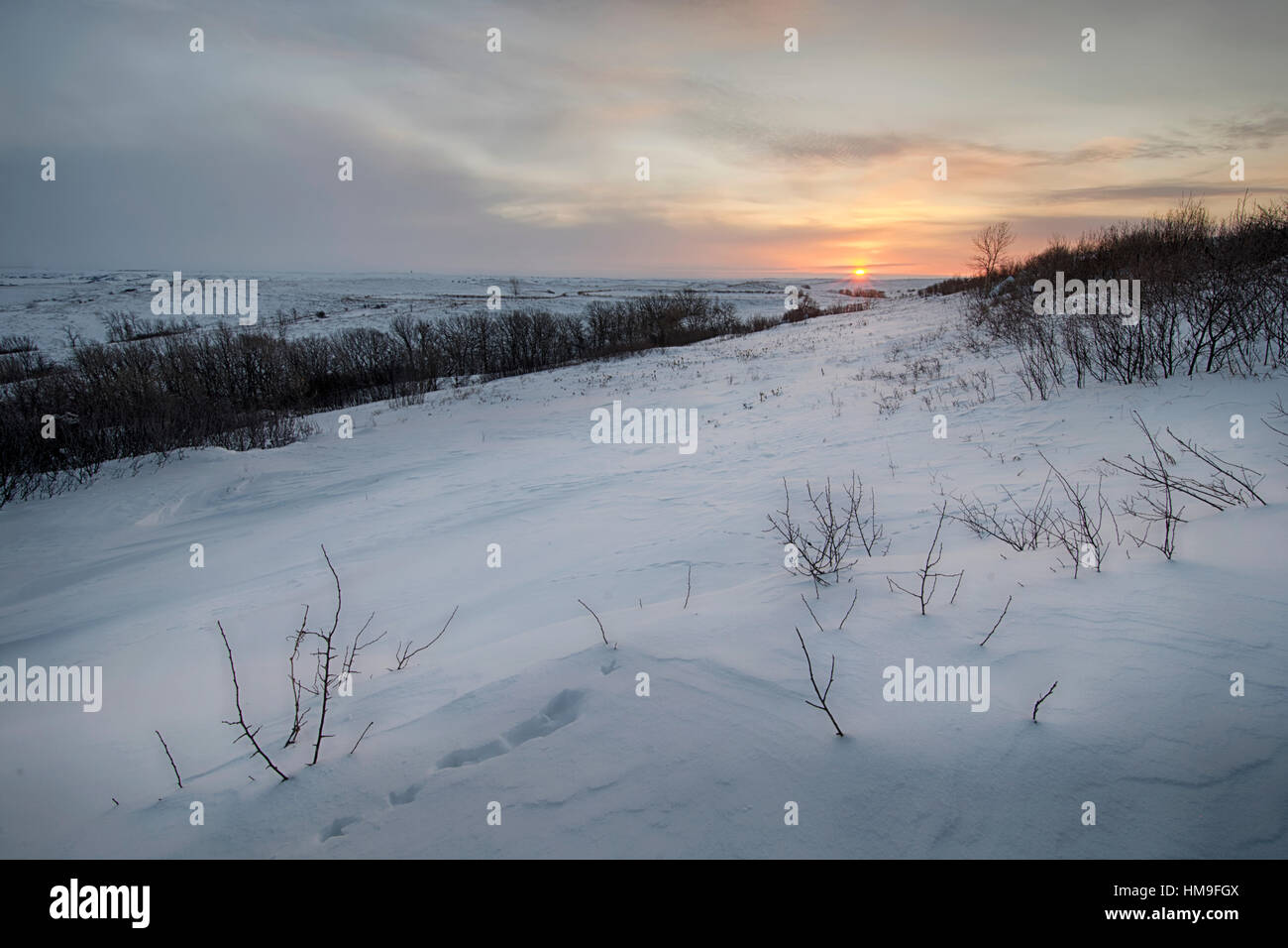 Tramonto su neve i campi coperti di Dakota del Nord, STATI UNITI D'AMERICA Foto Stock