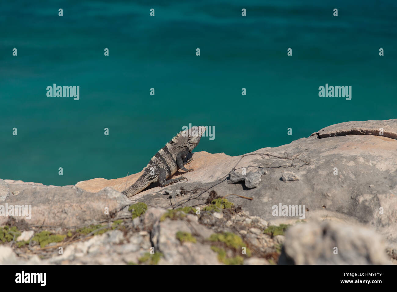 Un Iguana suns se stesso su una scogliera accanto all'oceano su Isla Mujeres, Messico. Foto Stock