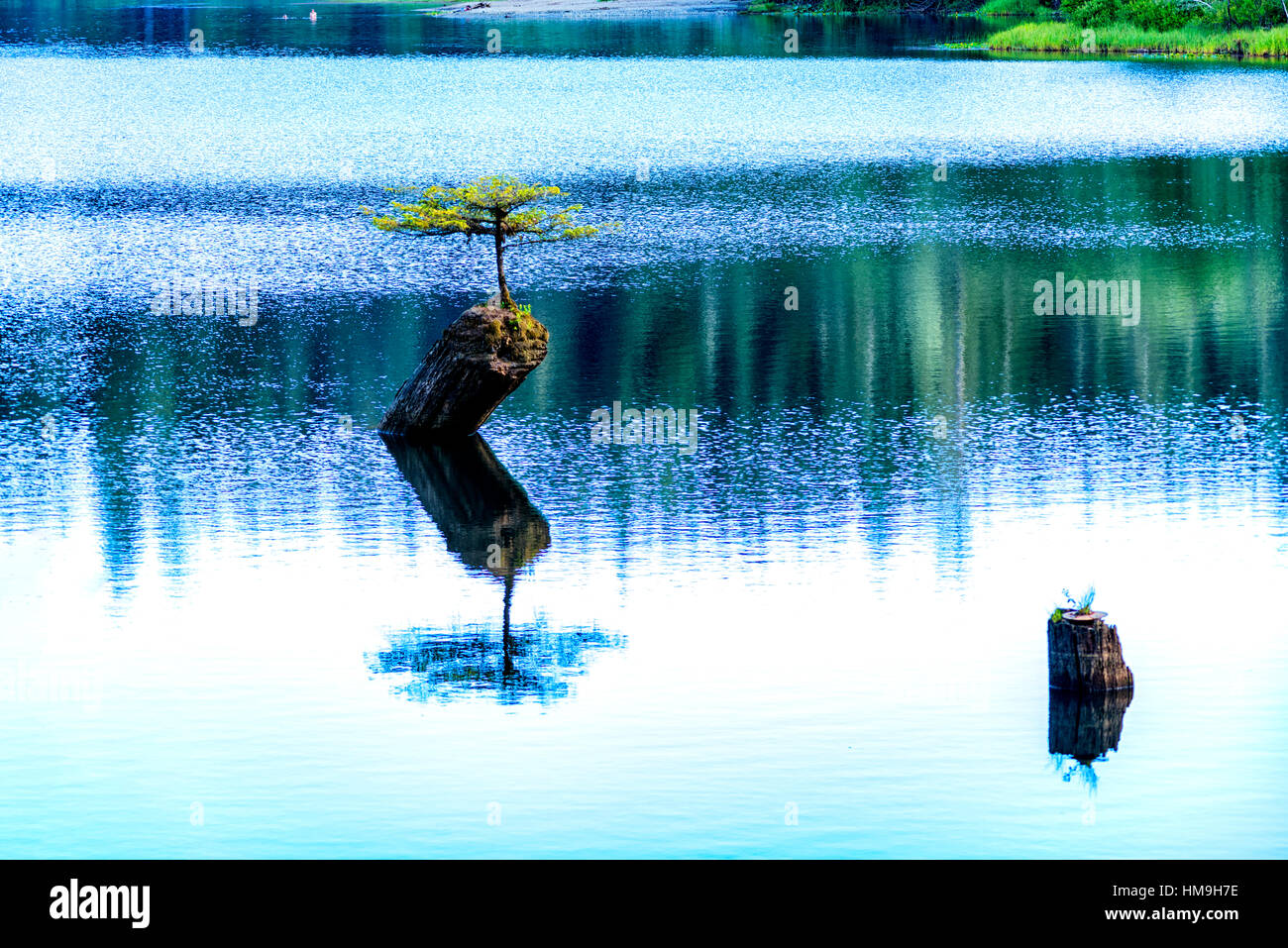 Bellissima Isola di Vancouver - meravigliosa fiaba Lago Trenta anni bonsai fir tree riflessione, Port Renfrew 1. Foto Stock