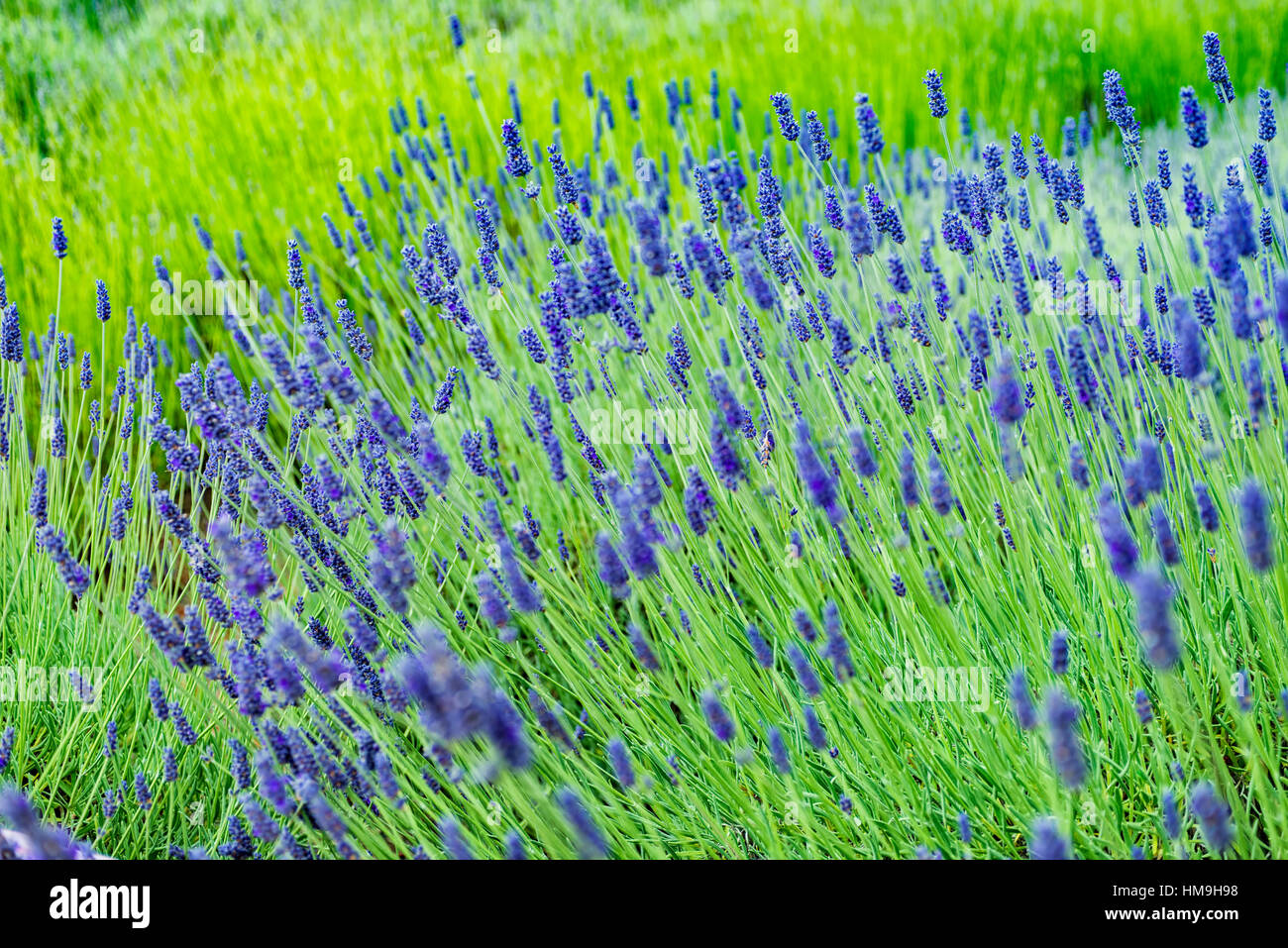 Splendido campo di lavanda - Freschi e meravigliosi fiori di lavanda in campo. Foto Stock