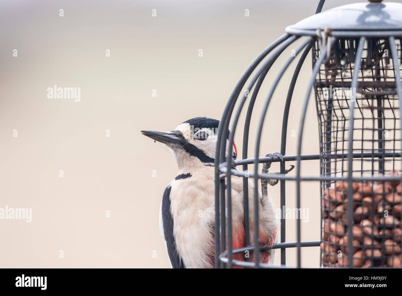 Un Picchio rosso maggiore (Dendrocopos major) su un Bird Feeder Foto Stock