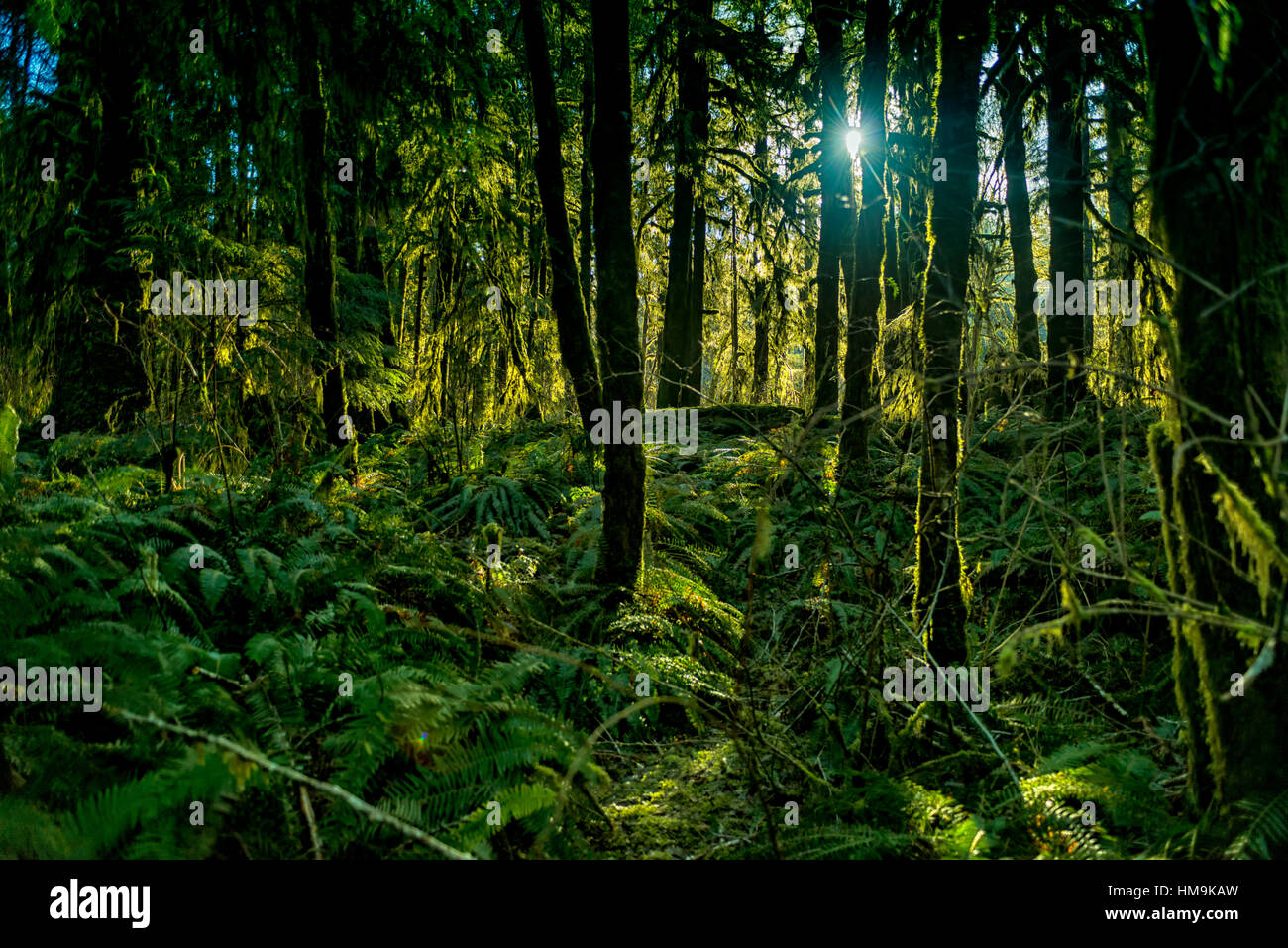 Antica foresta in Vancouver Island - la luminosa luce del sole di mattina e antica foresta profondo porto Renfrew, Isola di Vancouver Foto Stock