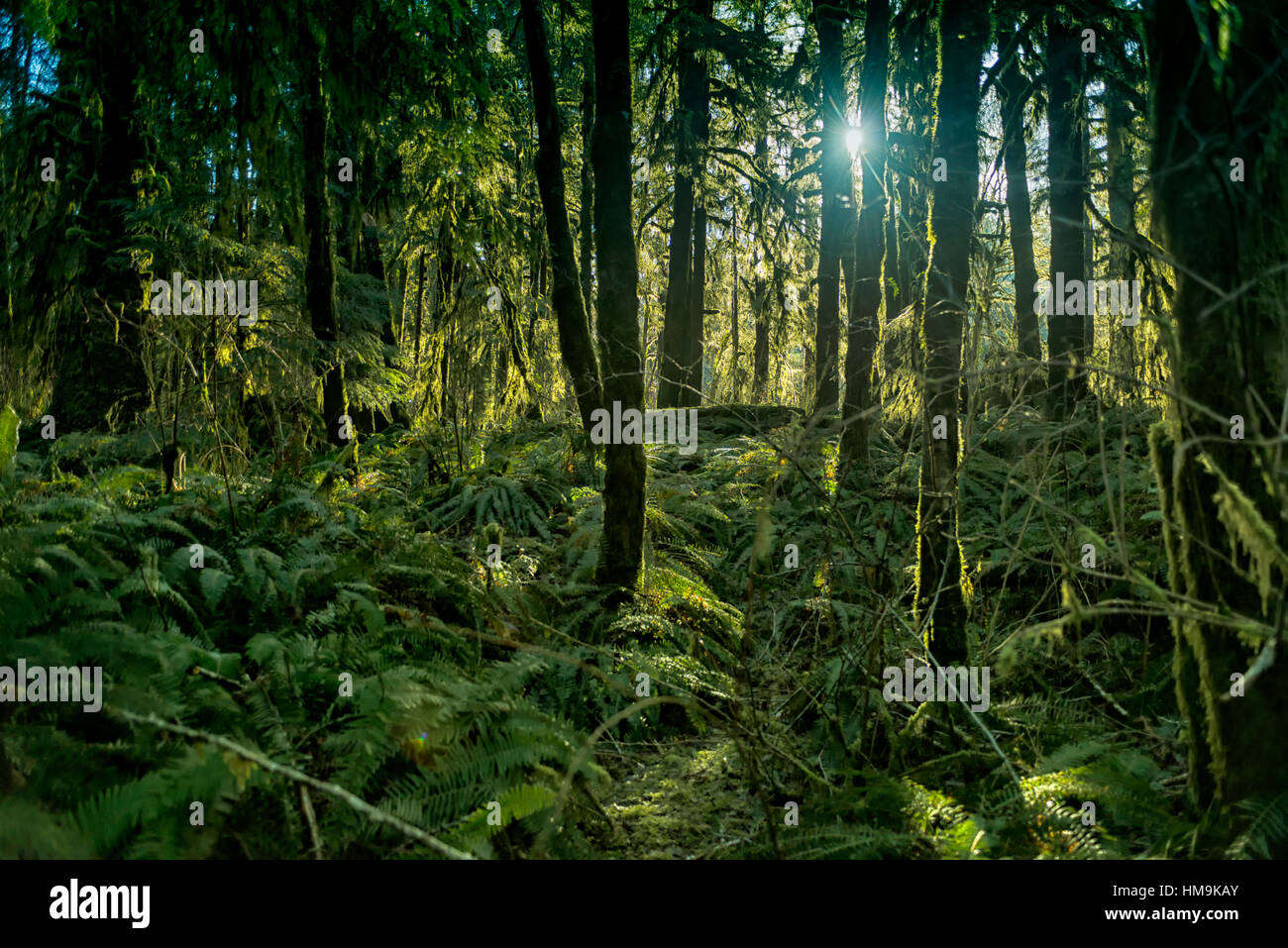 Antica foresta in Vancouver Island - Moss coperto grande foresta antica porta a Renfrew 1, l'isola di Vancouver. Foto Stock