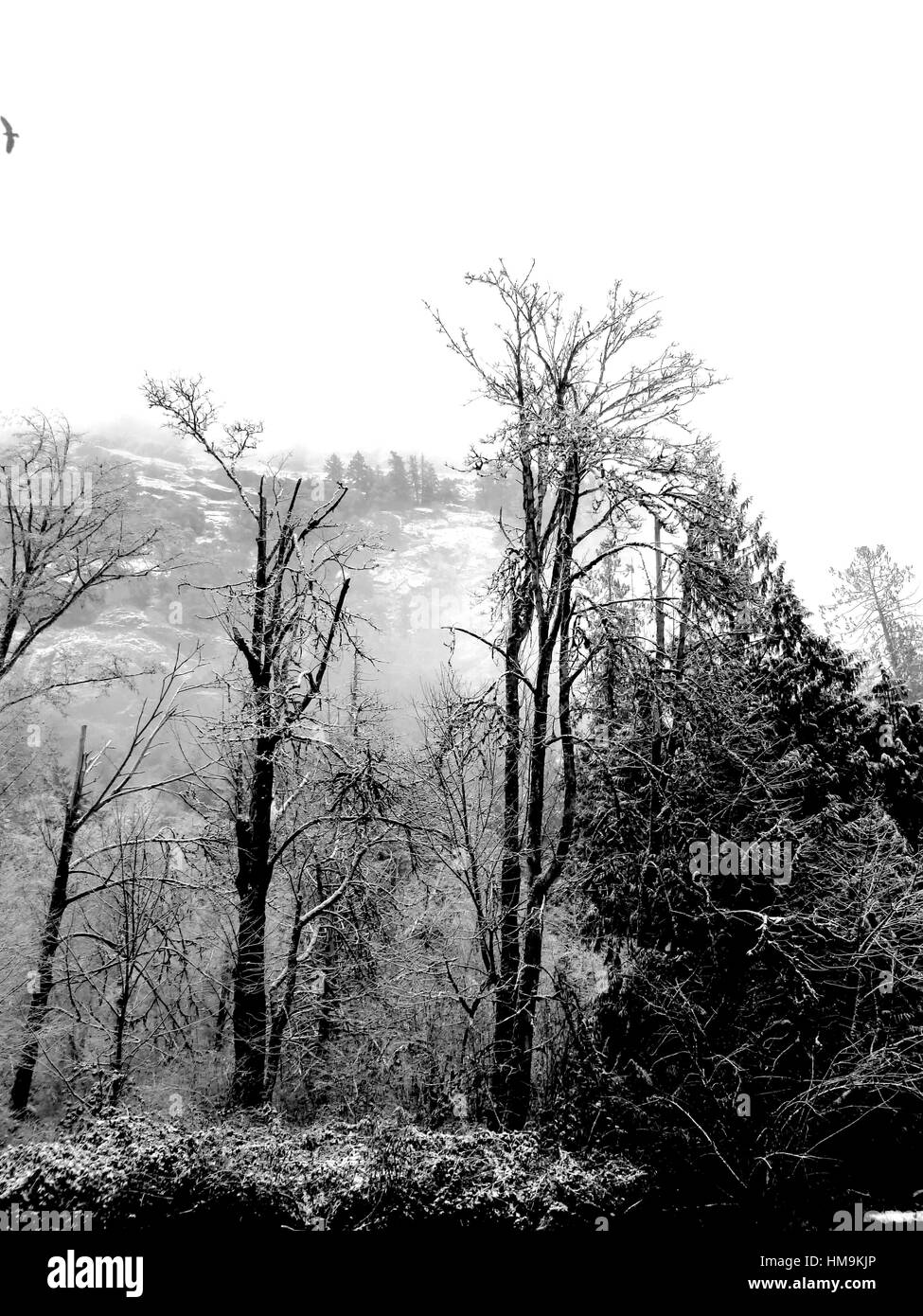 Inverno a Vancouver Island serie 2 - meravigliosa scena invernale dopo la neve in inverno park(neri e bianchi). Isola di Vancouver. Foto Stock