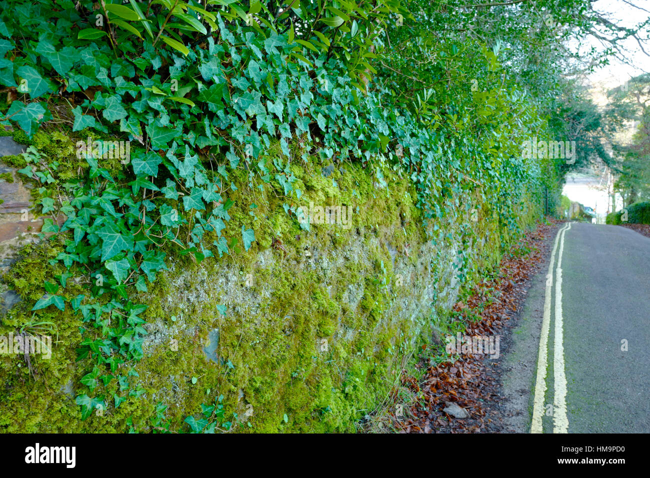 Moss, lichen ed edera che cresce su una parete in una corsia , REGNO UNITO Foto Stock