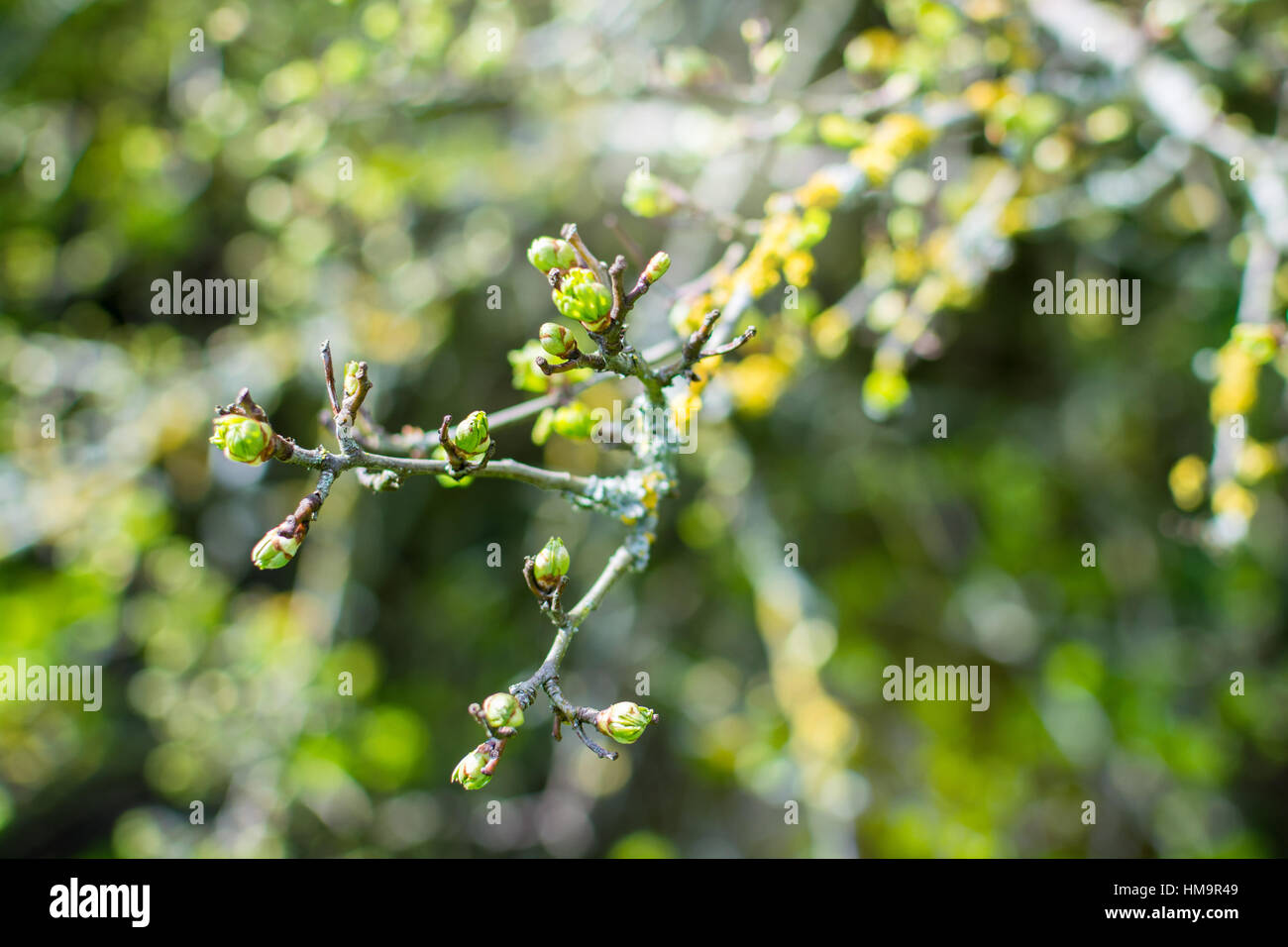 Lascia inizia una nuova stagione - sfondo bokeh di fondo Foto Stock
