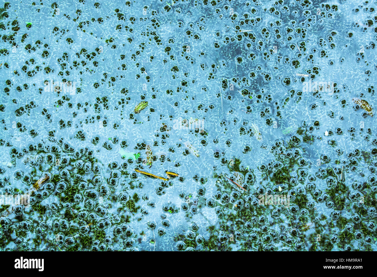 Superficie di stagno in estate - alghe e moss bolla Foto Stock
