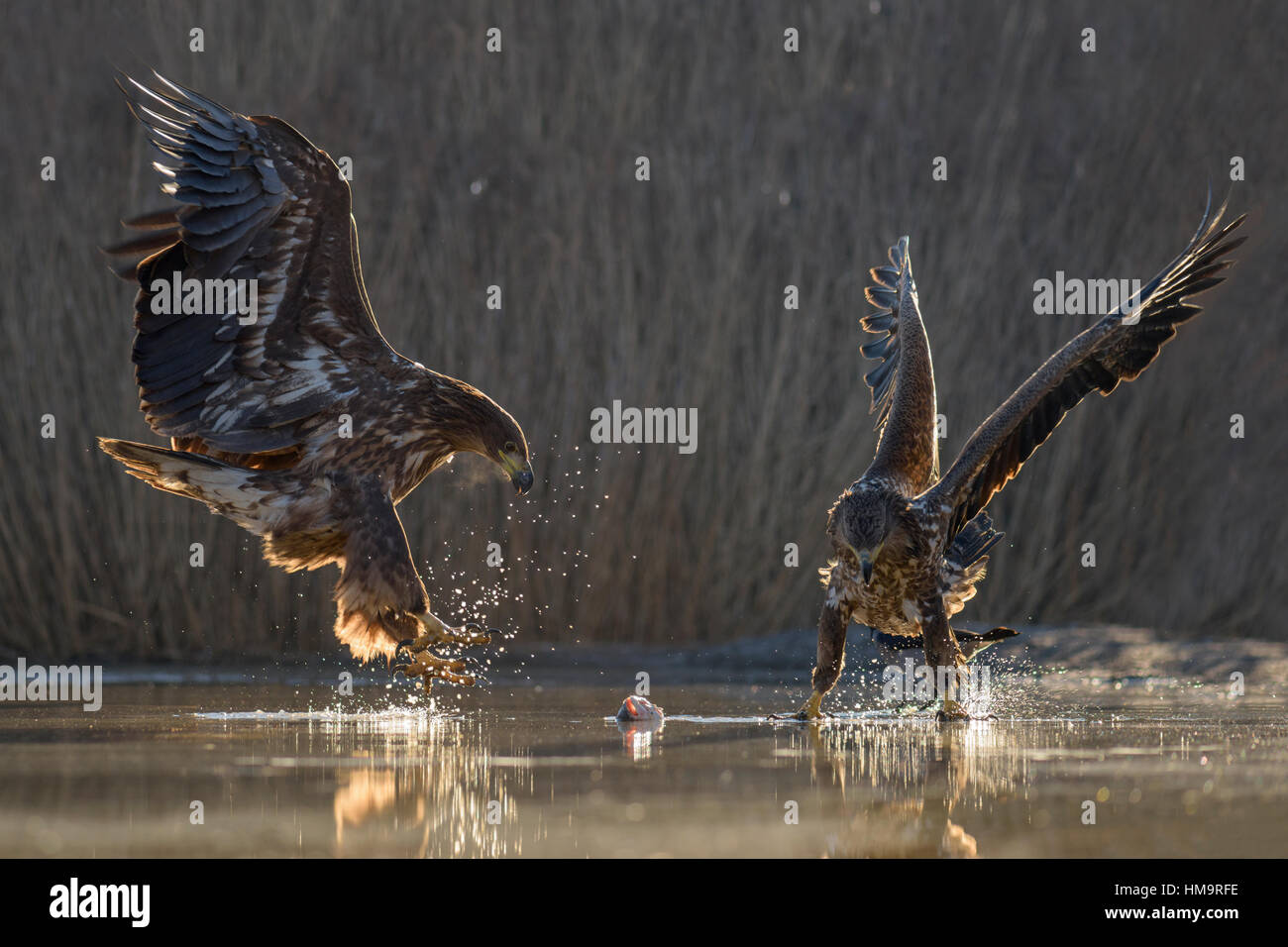 White-tailed eagle (Haliaeetus albicilla), giovani aquile stanno lottando per la carcassa del pesce in acqua poco profonda, peschiera Foto Stock