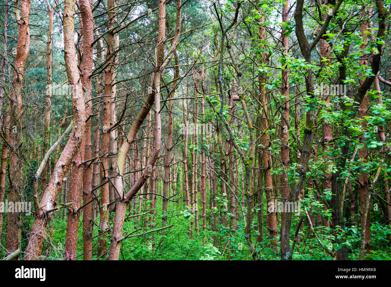 Fitta foresta su nuvoloso giorno Foto Stock