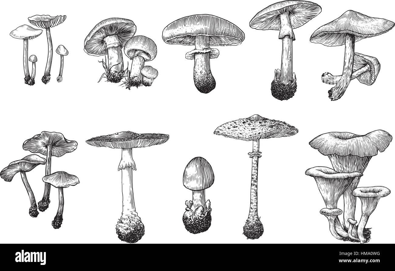 La raccolta di funghi illustrazione disegno, incisione, line art Illustrazione Vettoriale